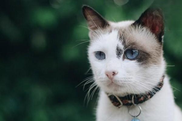 如何飼養幼年虎斑貓