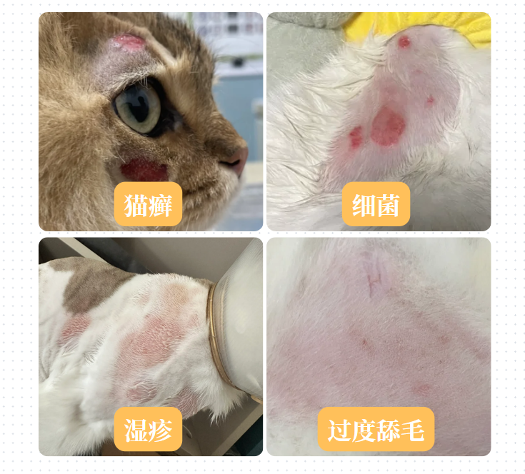 猫掉毛皮肤发红是怎么回事？