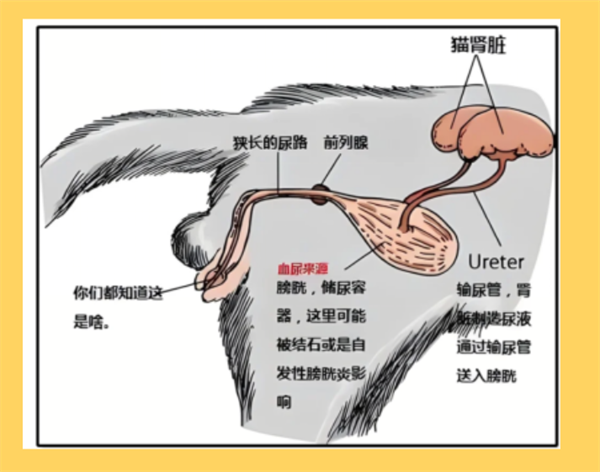 猫下泌尿道疾病