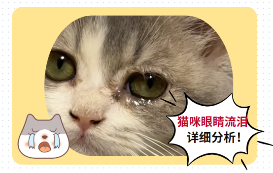貓咪眼睛流淚怎麼治療最有效？