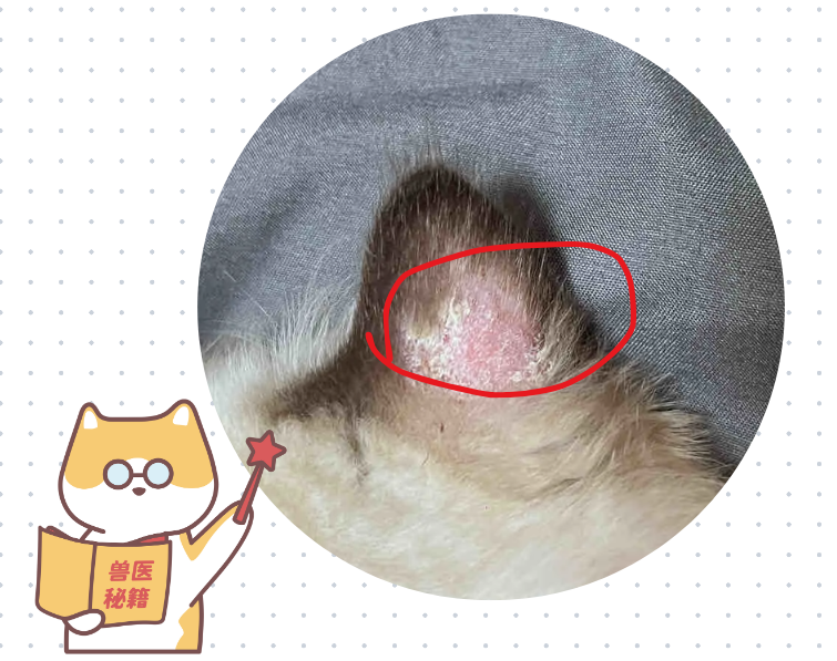 猫咪耳朵后面秃了一块还有硬结痂