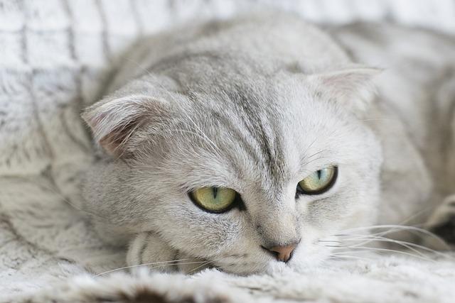 猫咪干呕时的3做3不做！家庭处理避坑指南