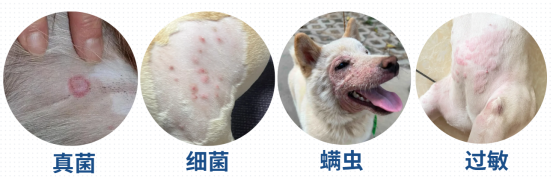 狗狗掉毛很厲害怎麼回事？