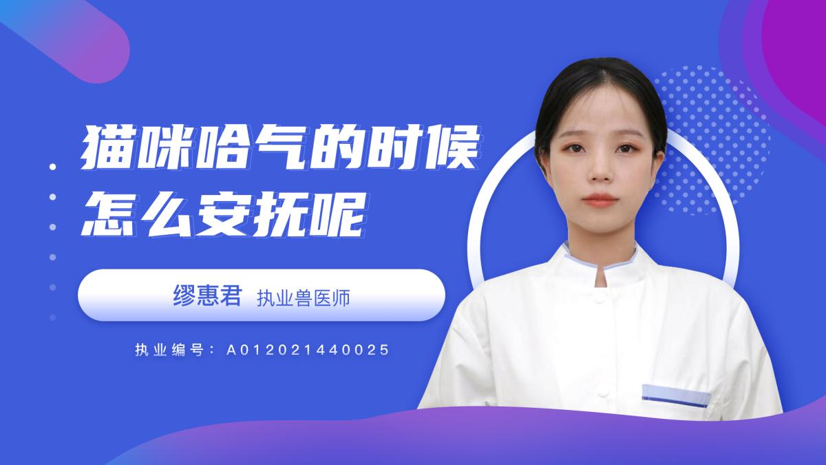 猫咪哈气的时候怎么安抚？