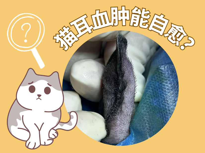 貓咪耳血腫能不能自愈？