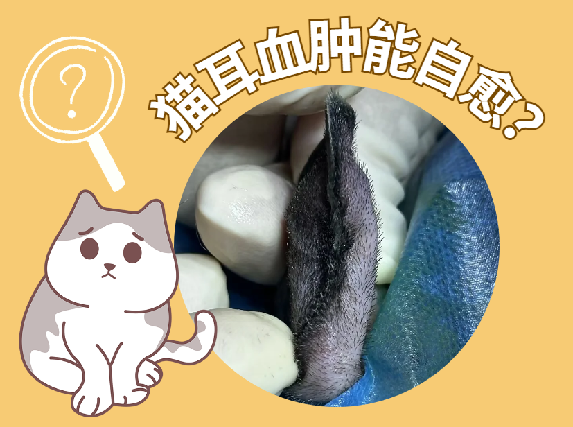 猫咪耳血肿能不能自愈？