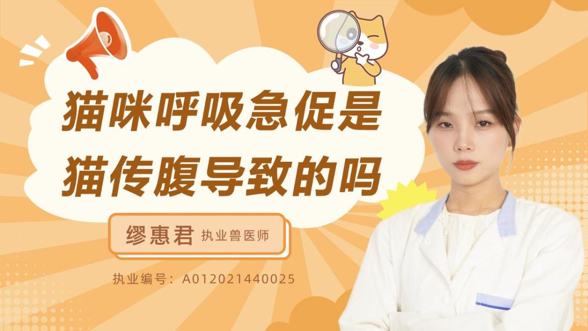 猫咪呼吸急促是猫传腹导致的吗？