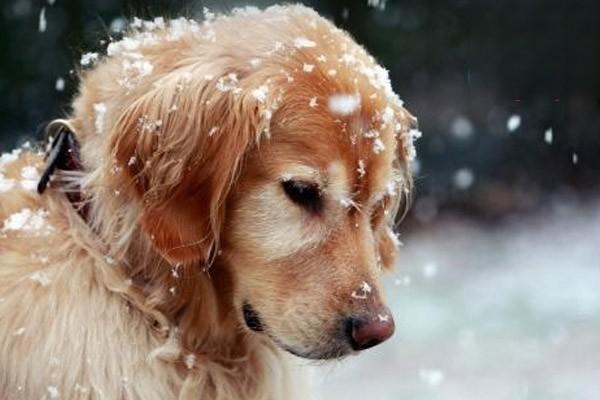 犬瘟试纸出错率大吗,不是很大