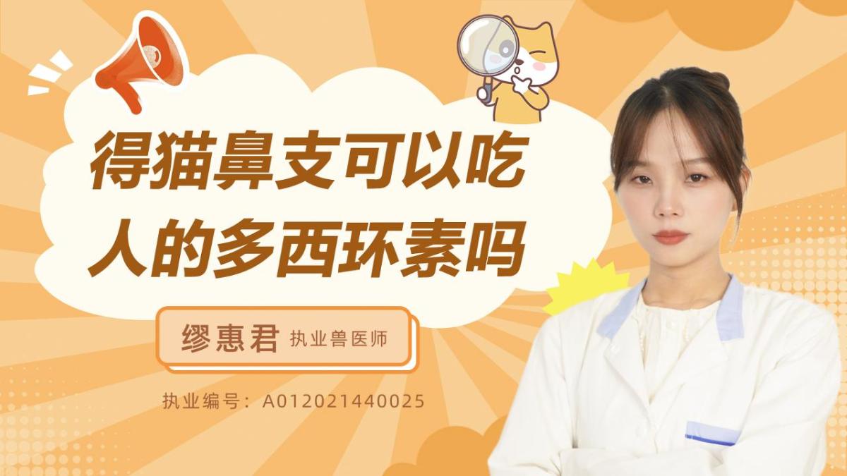得猫鼻支可以吃人的多西环素吗？