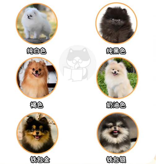博美犬毛色