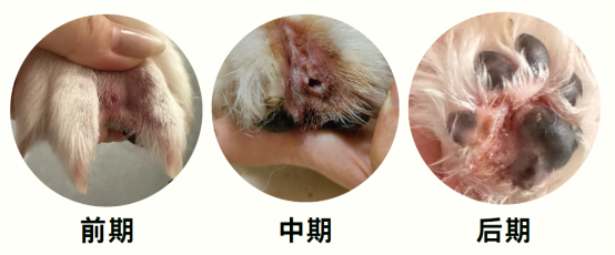狗狗腳趾中間紅腫鼓鼓的怎麼辦