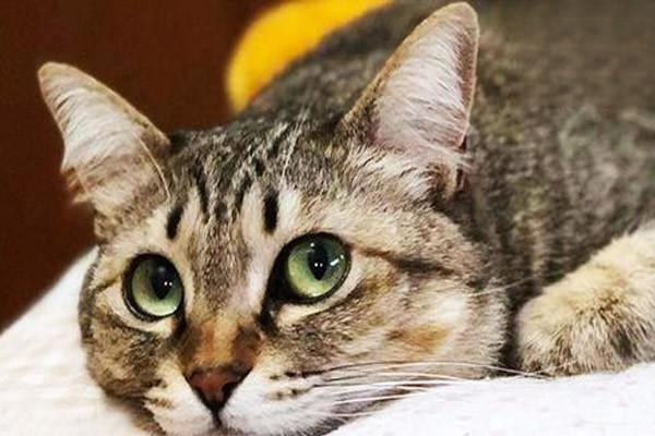 猫咪肺炎很难治愈吗？