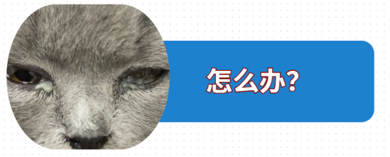 小猫眼睛流脓封眼怎么治疗？