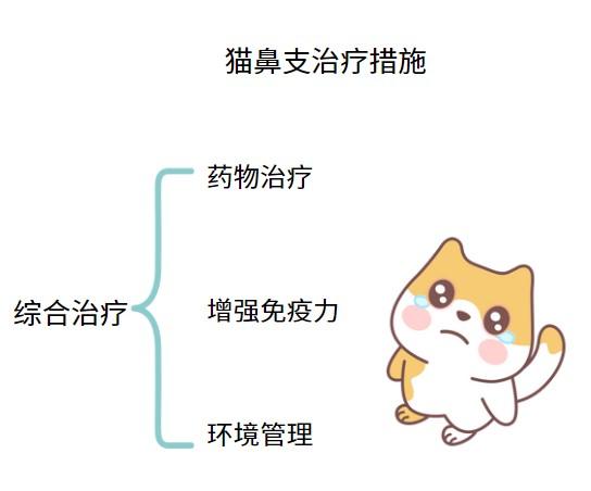 猫鼻支困扰猫咪？这些方法或许能帮你轻松应对！