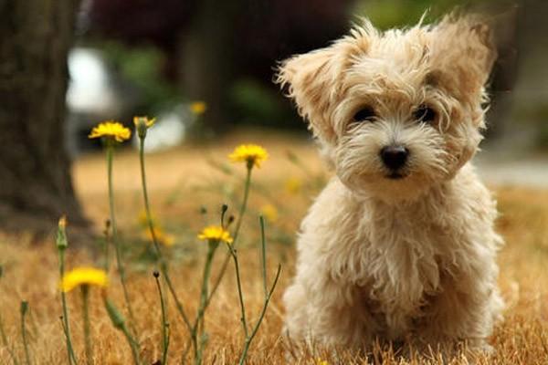 拉布拉多犬介绍  全面讲解