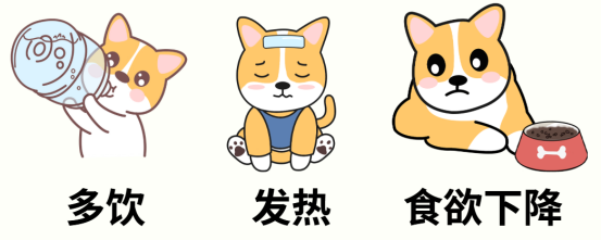 狗狗子宫蓄脓症状