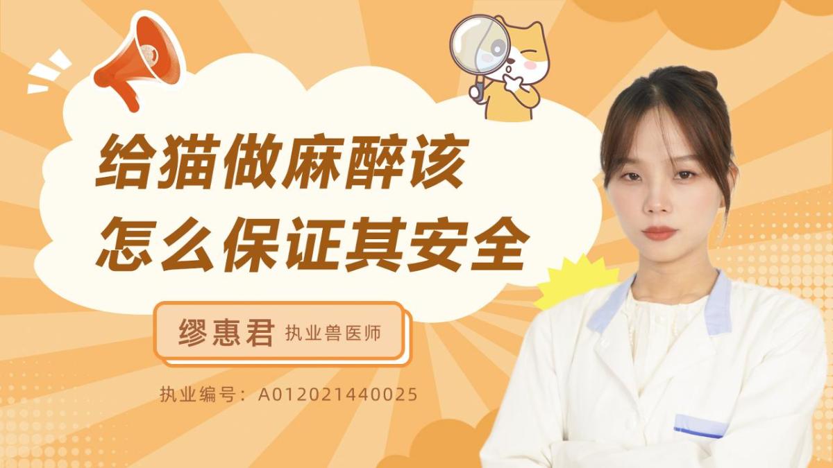 给猫做麻醉该怎么保证其安全？