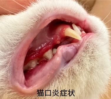 猫咪口炎怎么治？正确治疗方法来啦！