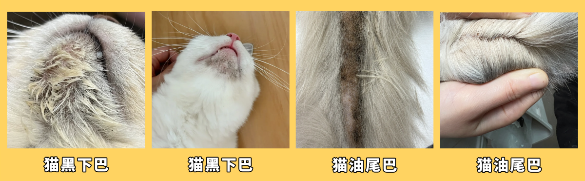 猫咪黑下巴/毛囊炎症状图