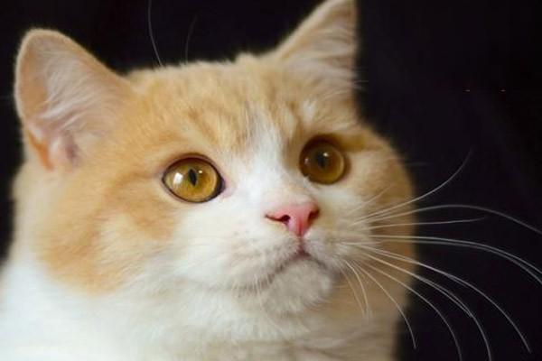 猫流黄鼻涕应该吃什么药？