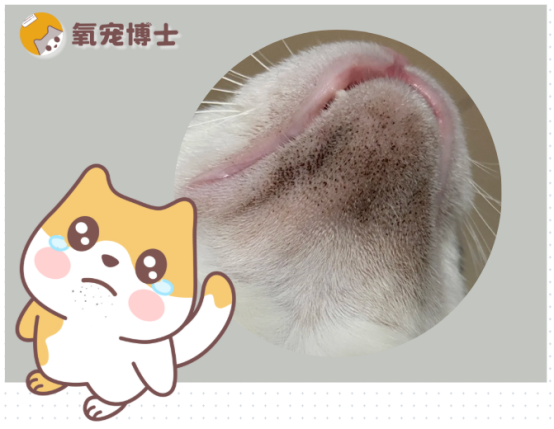 小猫下巴有黑色渣渣怎么治？新手注意避开这些误区！