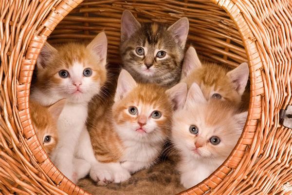 猫咪一年可以生几窝小猫？