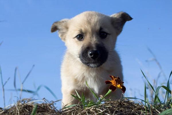 狗狗感染犬蛔蟲病的症狀