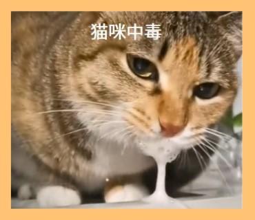 猫咪口腔粘液多，原因与解决方案！