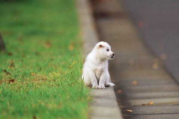 剛帶回家的幼犬怎麼養？有什麼注意事項？