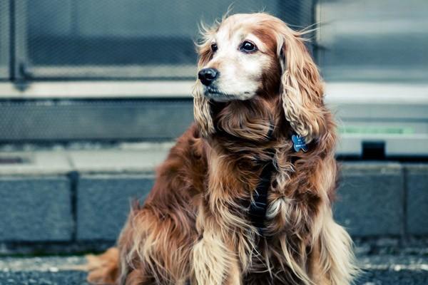 什麼是犬布氏杆菌病