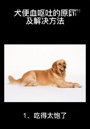 犬便血嘔吐的原因及解決方法