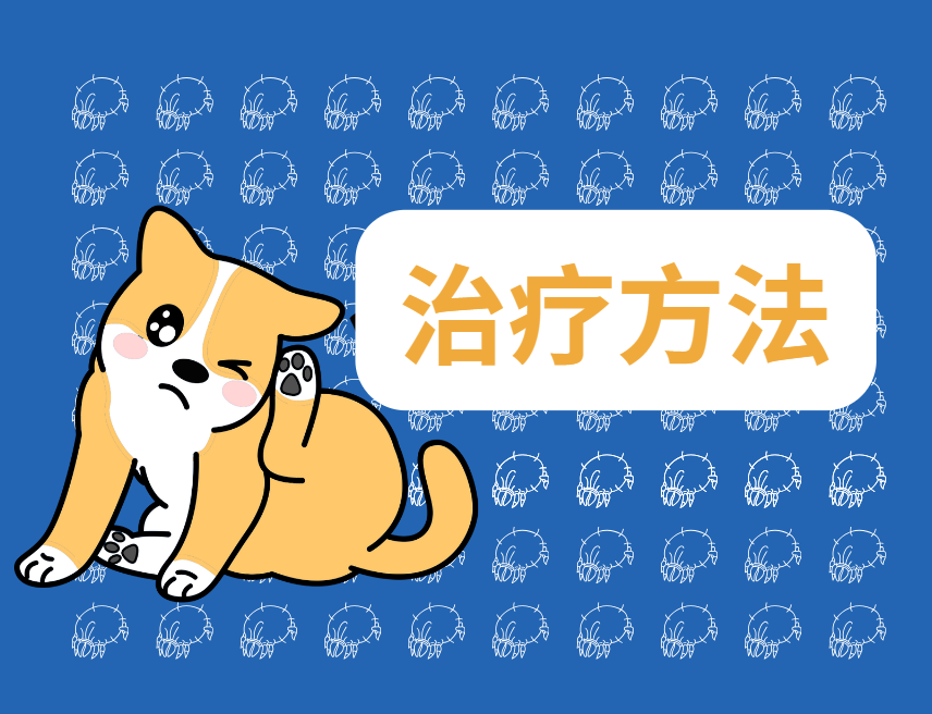 狗狗耳蟎的症狀