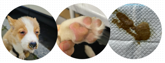 狗狗感染犬瘟症状