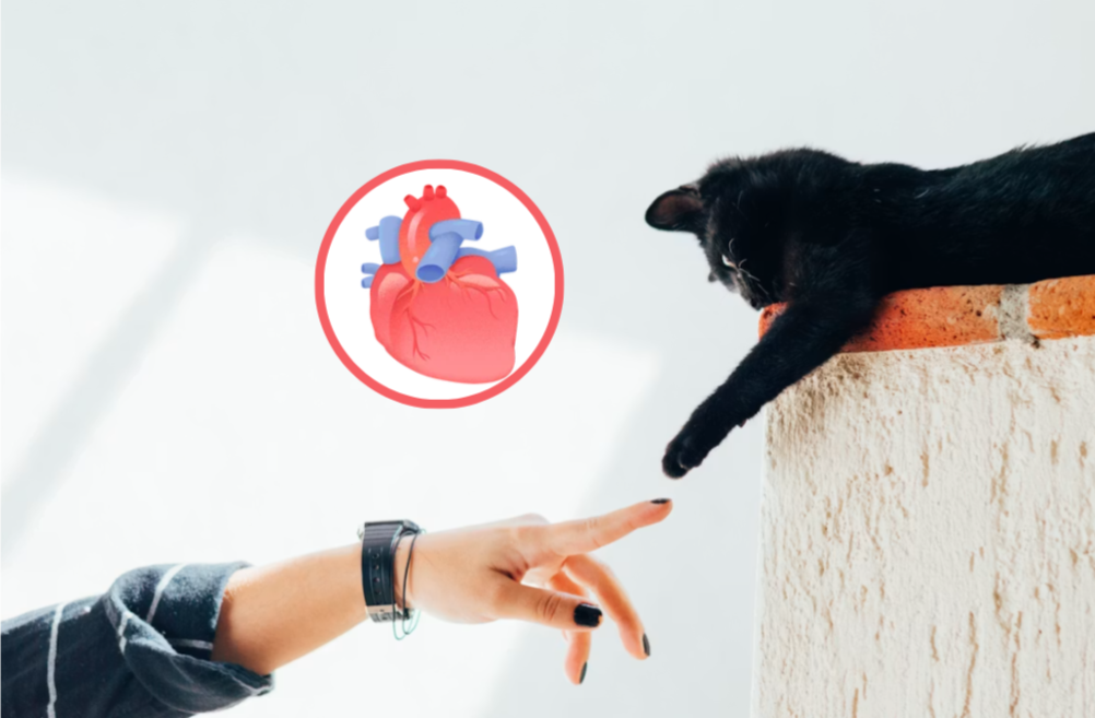 猫咪辅酶Q10怎么选？