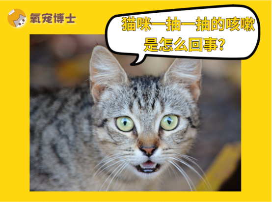 猫咪老是一抽一抽的咳嗽