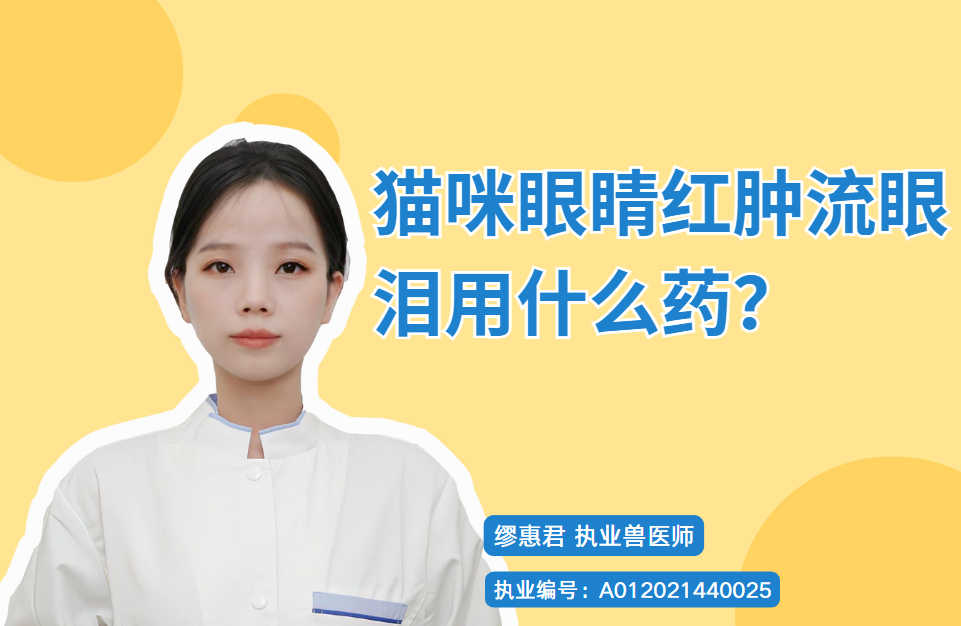 【宠医科普】猫咪眼睛红肿流眼泪用什么药？