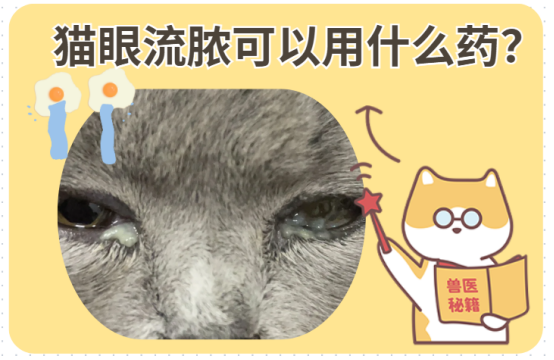 猫咪眼睛流脓可以用什么药？