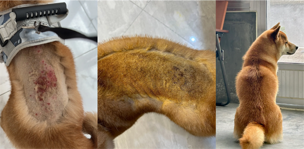 狗癣用什么药？