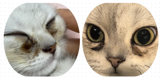 猫咪泪痕严重