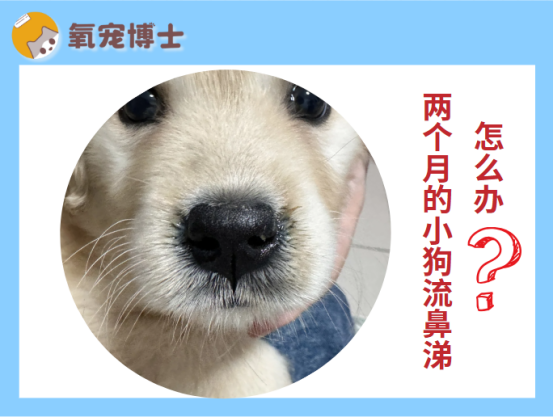 两个月的小狗流鼻涕怎么回事？