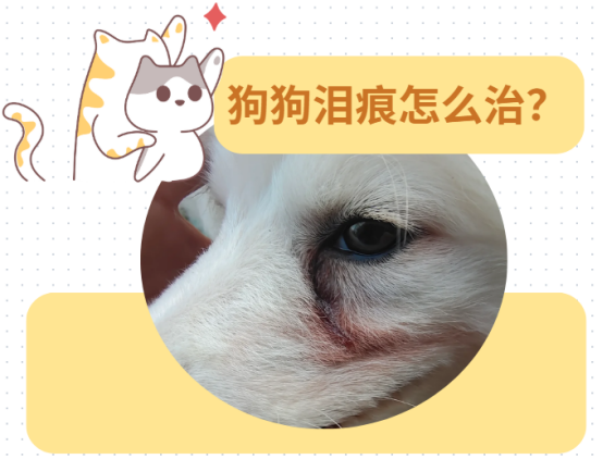 狗狗淚痕怎麼治最有效？