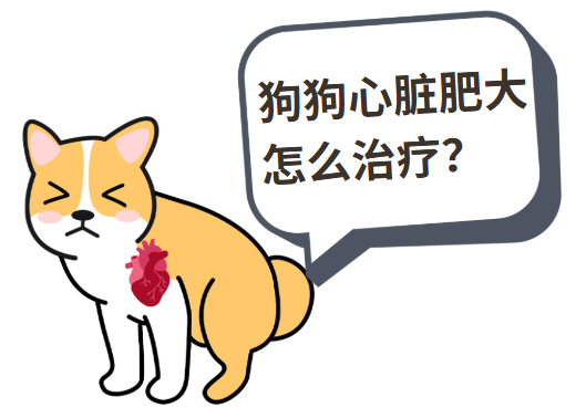 狗狗心脏肥大怎么治疗最快？小型犬&老年犬主人必知！