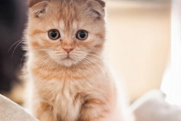 猫下尿路感染的症状怎么治