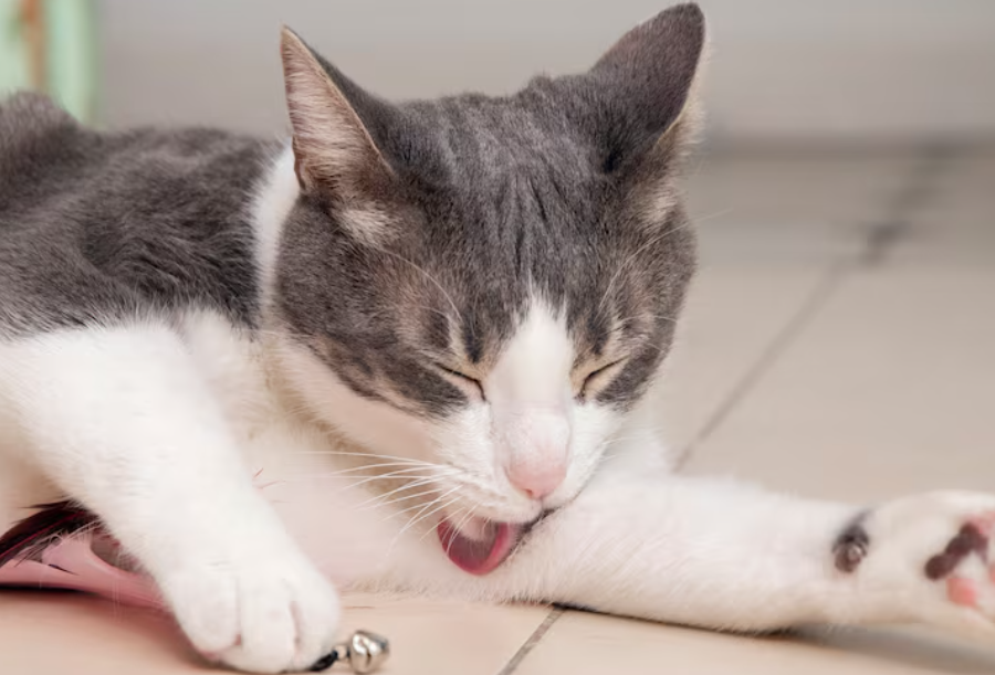 猫咪皮肤病用哪种喷剂好得快？