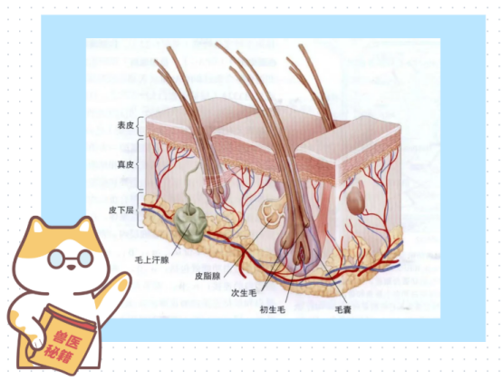 狗狗外伤露肉怎么处理？