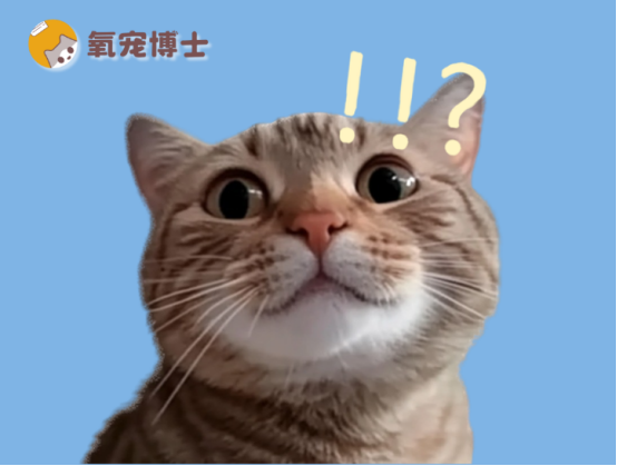 猫咪外伤愈合的药物有哪些？