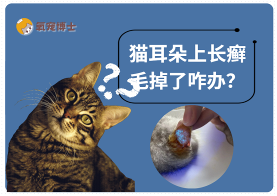 猫耳朵上长癣毛掉了
