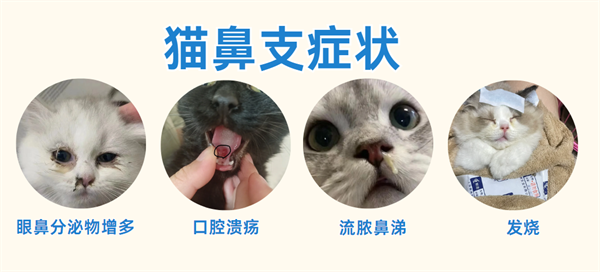 猫鼻支症状