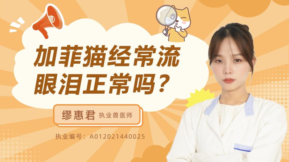 加菲貓經常流眼淚正常嗎？