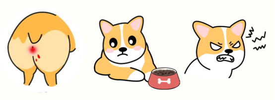 狗狗来例假的表现